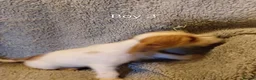Mixed Breed dogs for sale: Norpats ready for our new homes in Telford - Advert 9