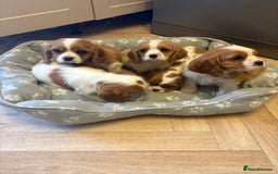 Cavalier King Charles Spaniel dogs for sale: ✨Adorable King Charles Cavalier Puppies✨READY NOW✨ - Advert 26