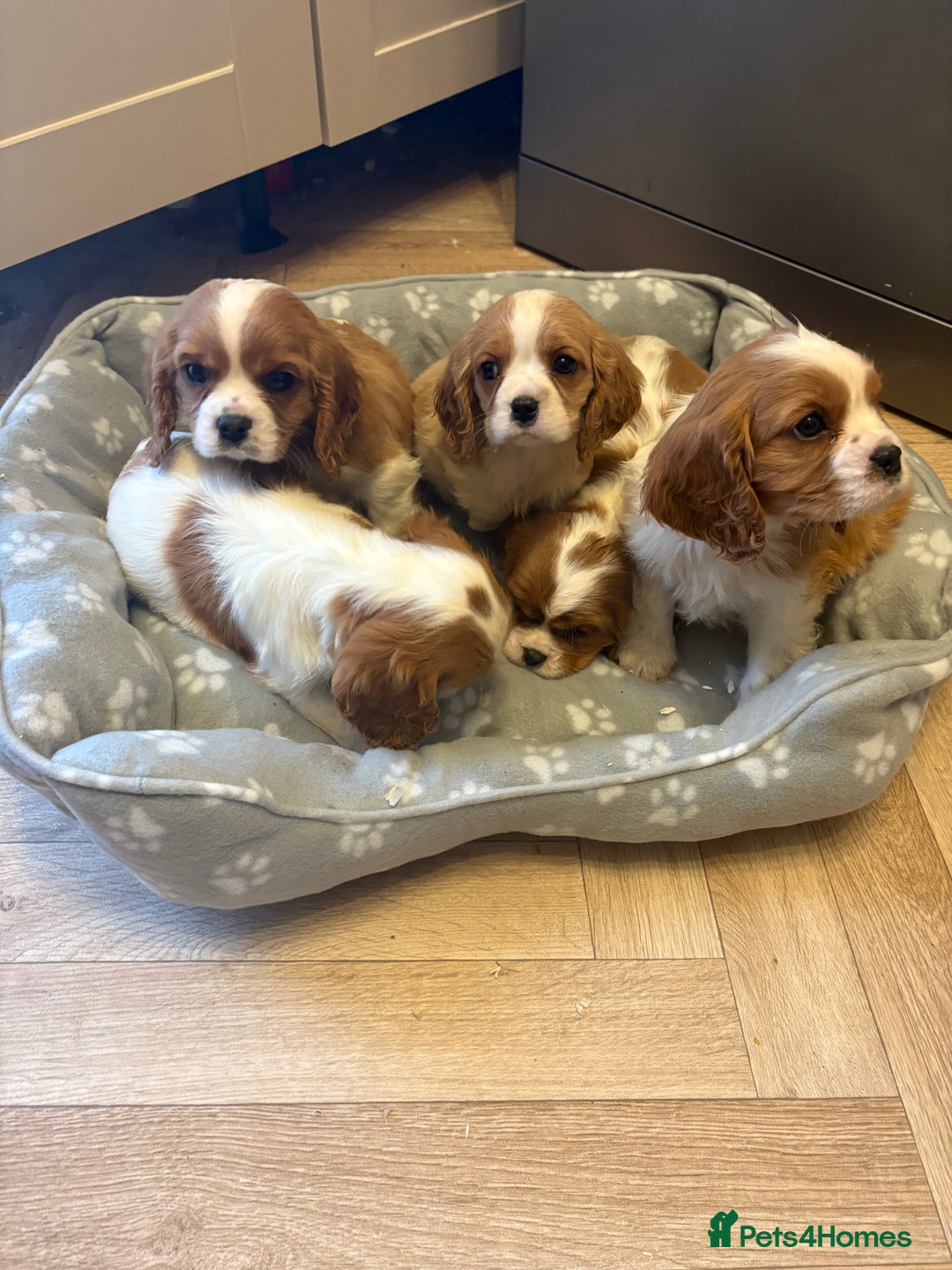 Cavalier King Charles Spaniel dogs for sale: ✨Adorable King Charles Cavalier Puppies✨READY NOW✨ - Advert 26