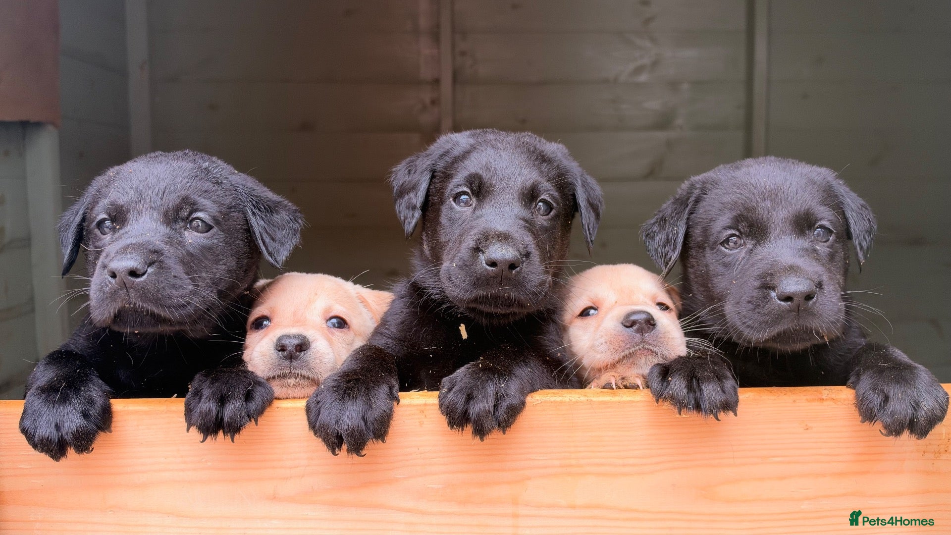 Labrador Retriever dogs Gorgeous LABRADOR Puppies - Advert 2