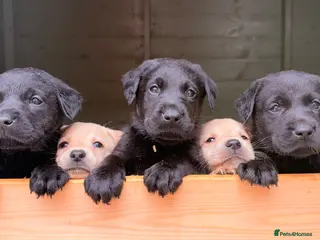 Labrador Retriever dogs Gorgeous LABRADOR Puppies - Advert 1
