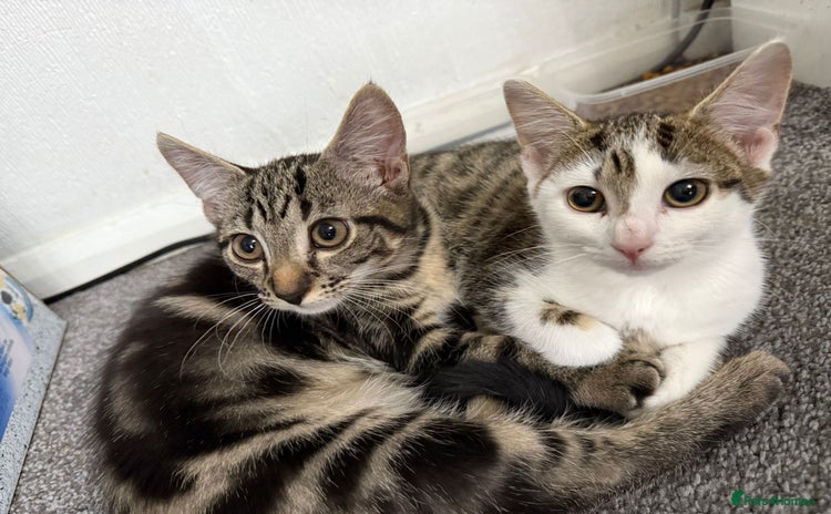 Mixed Breed cats - Advert 12
