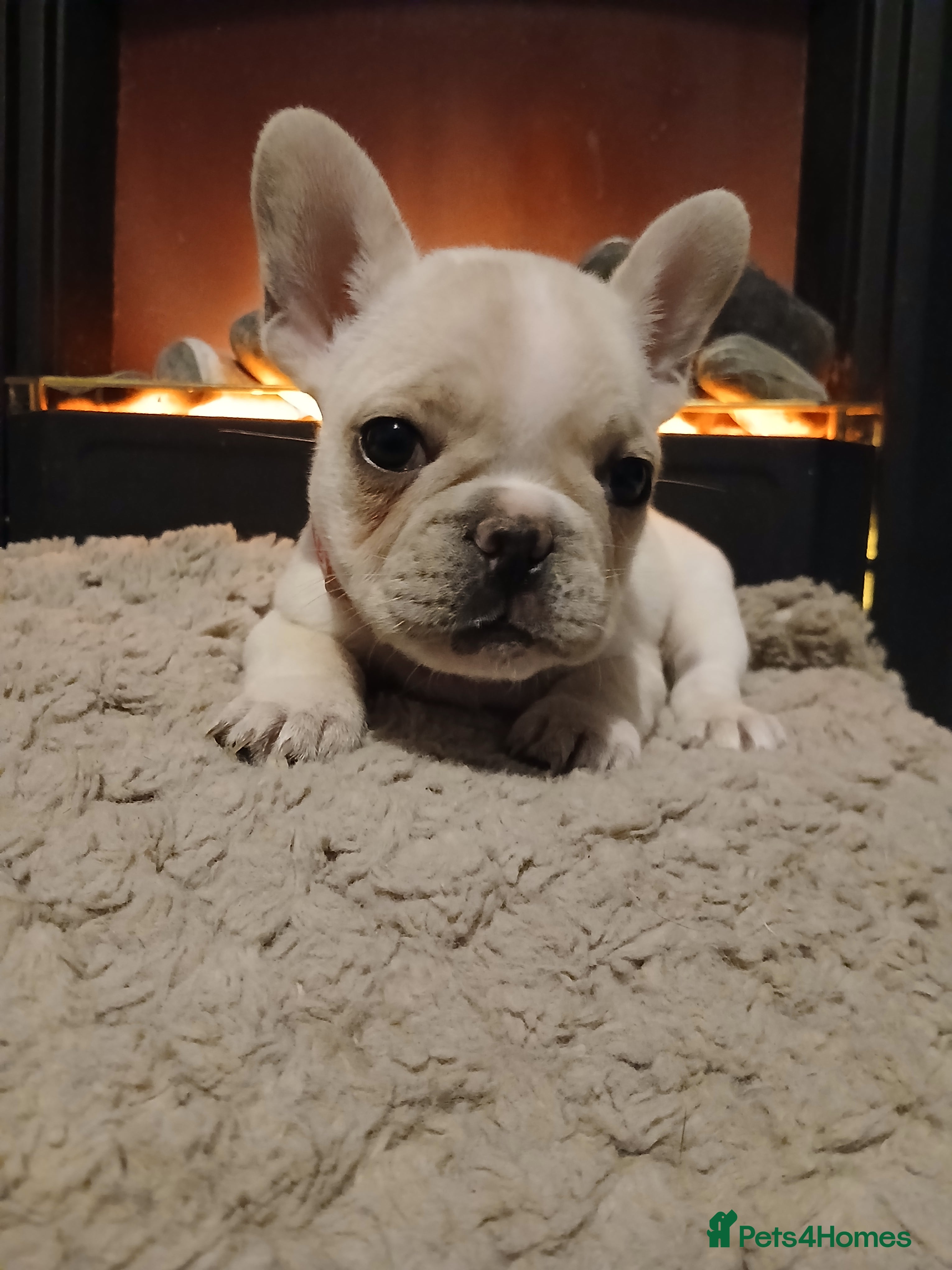 French Bulldog dogs Gorgeous frenchie pups - Advert 3
