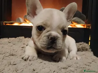 French Bulldog dogs Gorgeous frenchie pups - Advert 3