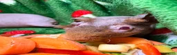 Guinea Pig rodents for sale: Skinny Pig Babies Boy & Girls - Advert 7