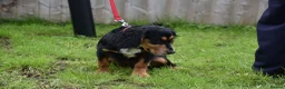 Cocker Spaniel dogs for sale: 5 Months Old Male Working Cocker KC Reg - Advert 23