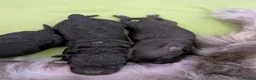 Cockapoo dogs for sale: Rare breed of cocktail Pasties, F1B Cockerpoos - Advert 14