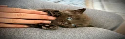 Mixed Breed cats for sale: ❗️Urgent❗️Ragdoll & British Longhair Mix Kittens - Advert 18