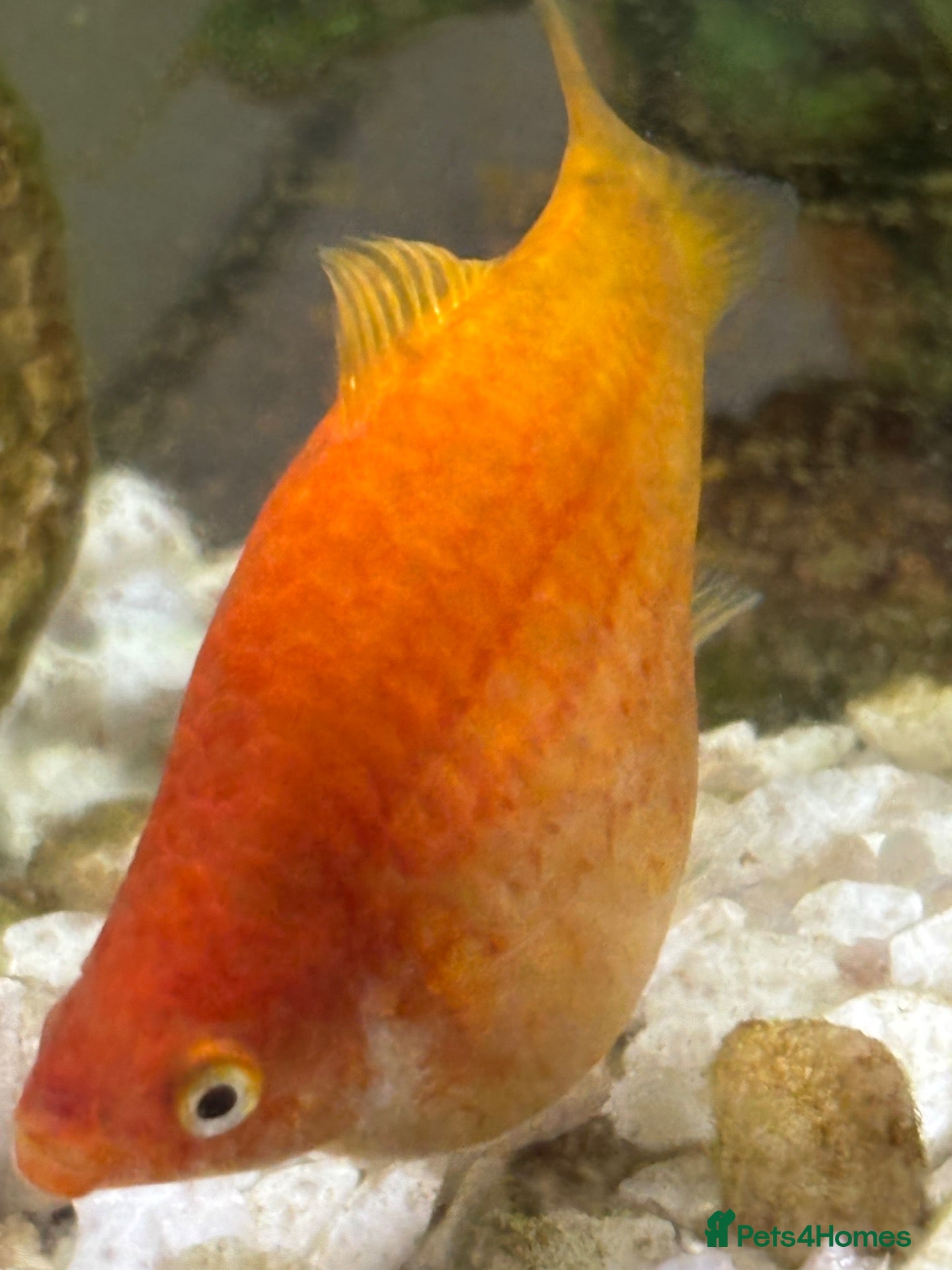 Platies fish 4 platie fish - Advert 1