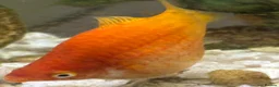 Platies fish for sale: 4 platie fish in Arlesey - Advert 1