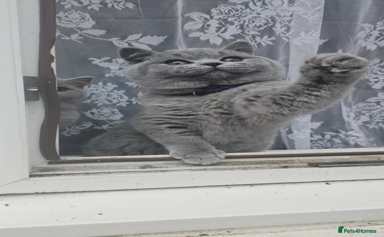 British Shorthair cats (READY NOW) Show Quality Champions 🥇🏆BSH GCCF - Advert 16