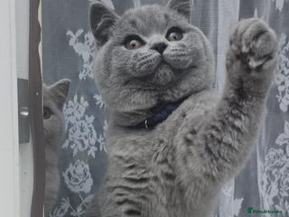 British Shorthair cats (READY NOW) Show Quality Champions 🥇🏆BSH GCCF - Advert 7