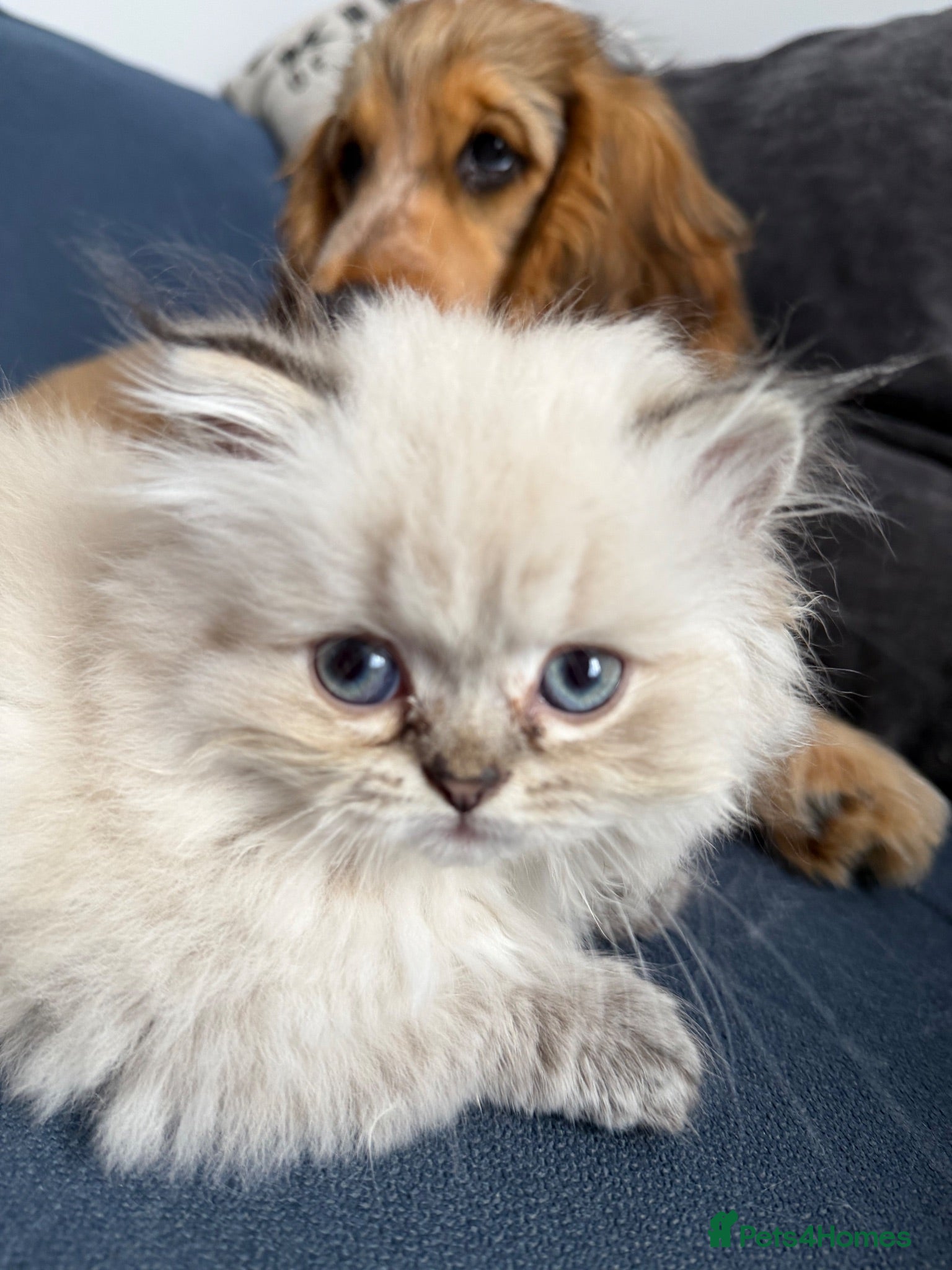 British Longhair cats 💙 VIEWINGS WELCOME 💙 Scottish Longhair kitten  - Advert 2