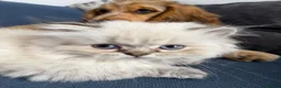 British Longhair cats for sale:   British Longhair male kitten  - Advert 2