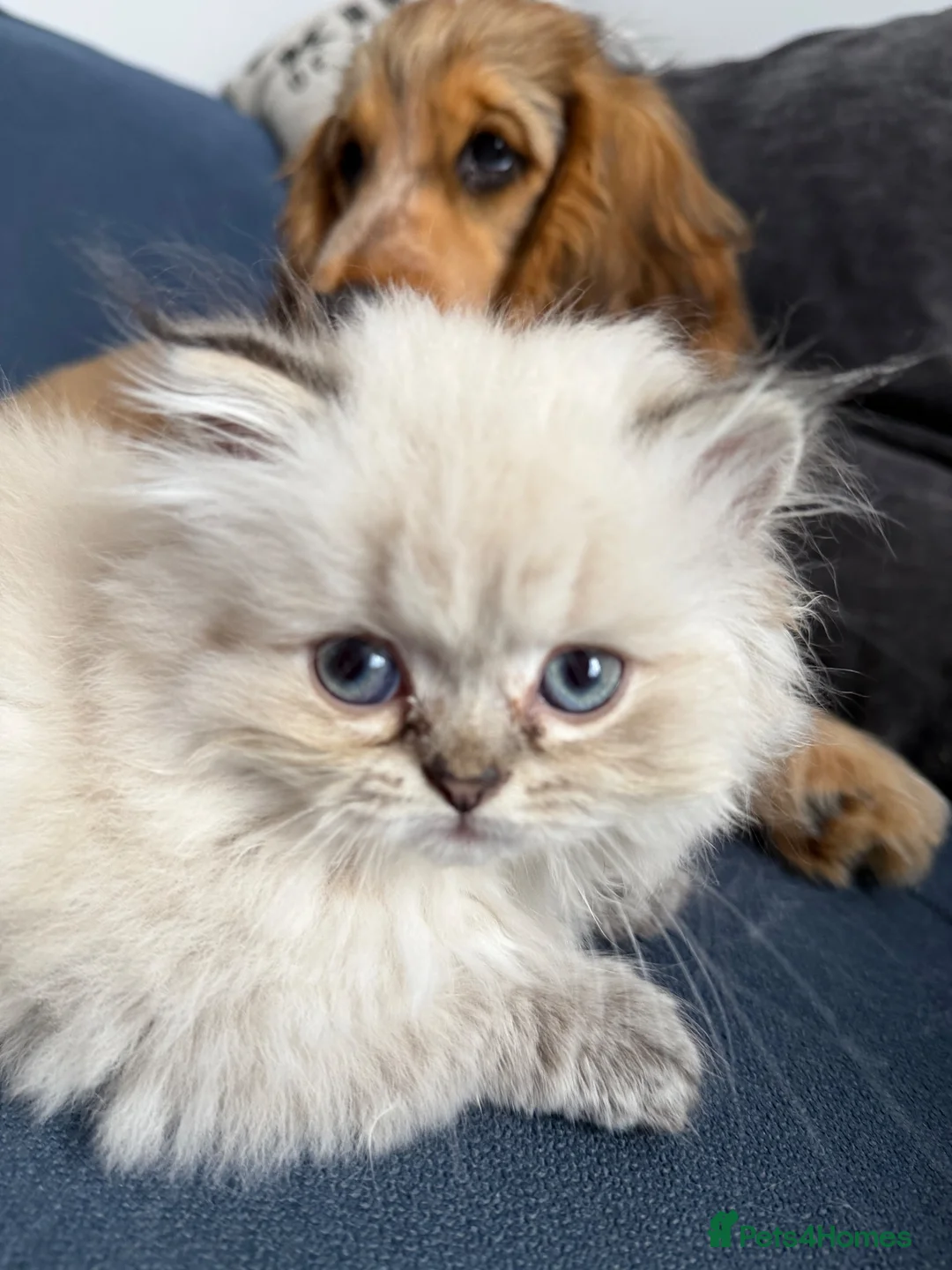 British Longhair cats for sale:   British Longhair male kitten  - Advert 2