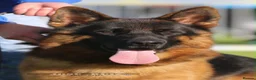 German Shepherd dogs for sale: German Shepherd puppies !! - Advert 15