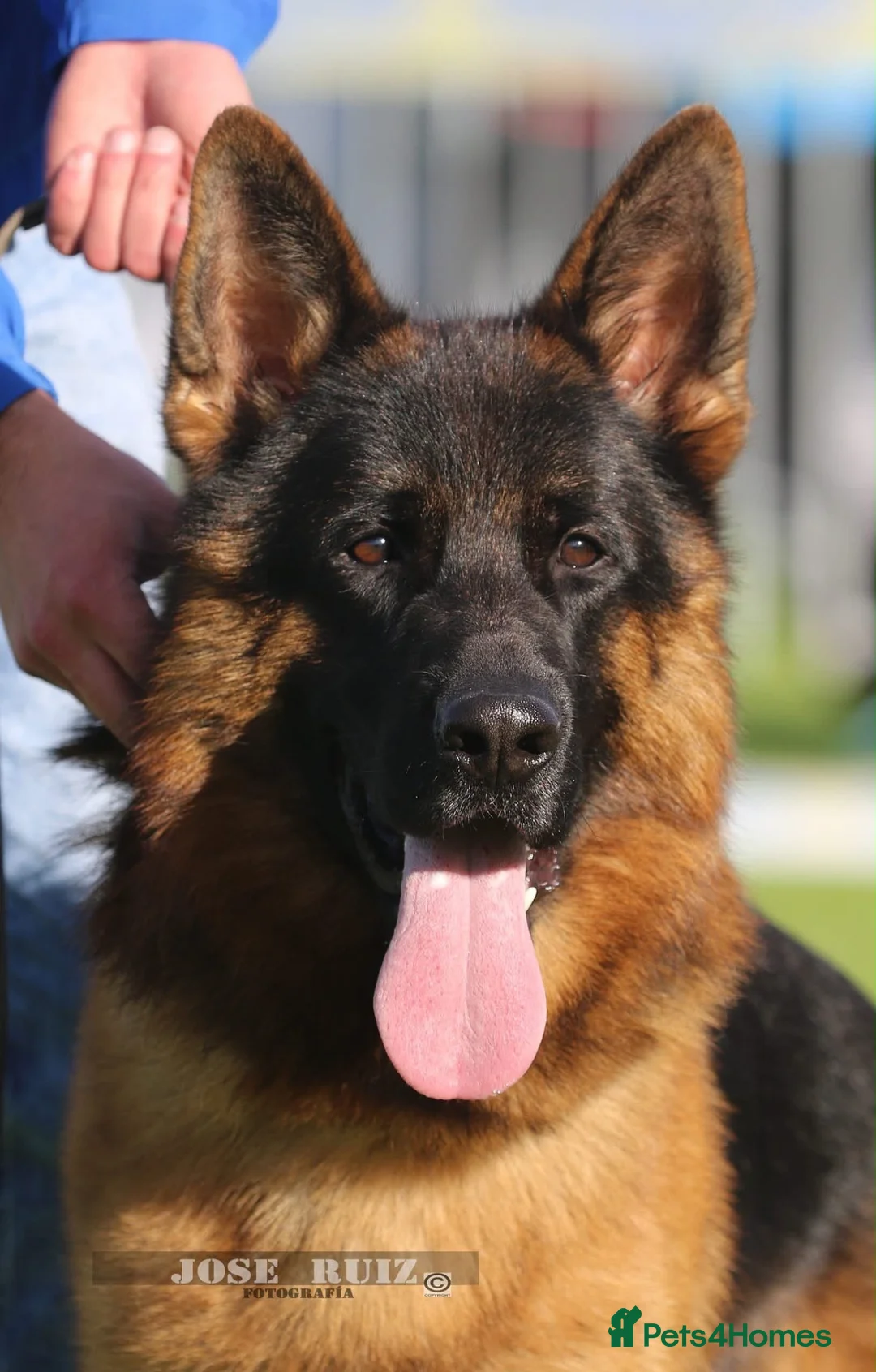 German Shepherd dogs for sale: German Shepherd puppies !! - Advert 15