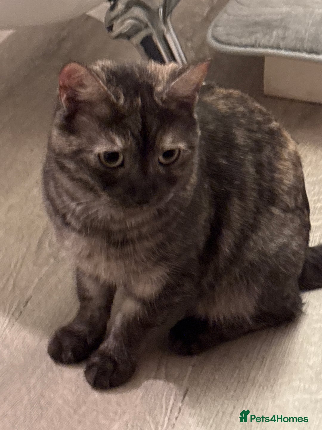 Mixed Breed cats for sale: Mixed Maine Coon & Randall Mix - Advert 2