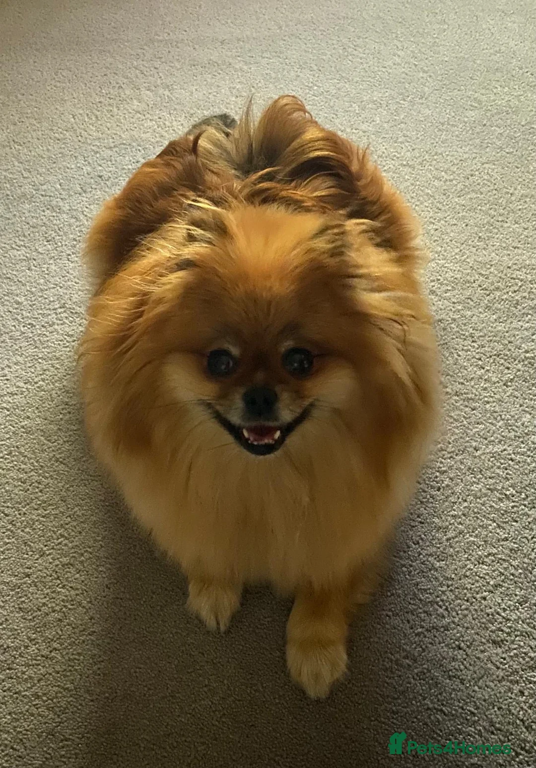 Pomeranian dogs for sale: KC reg True teddybear Pom puppies RARE colours! in Weymouth - Advert 2