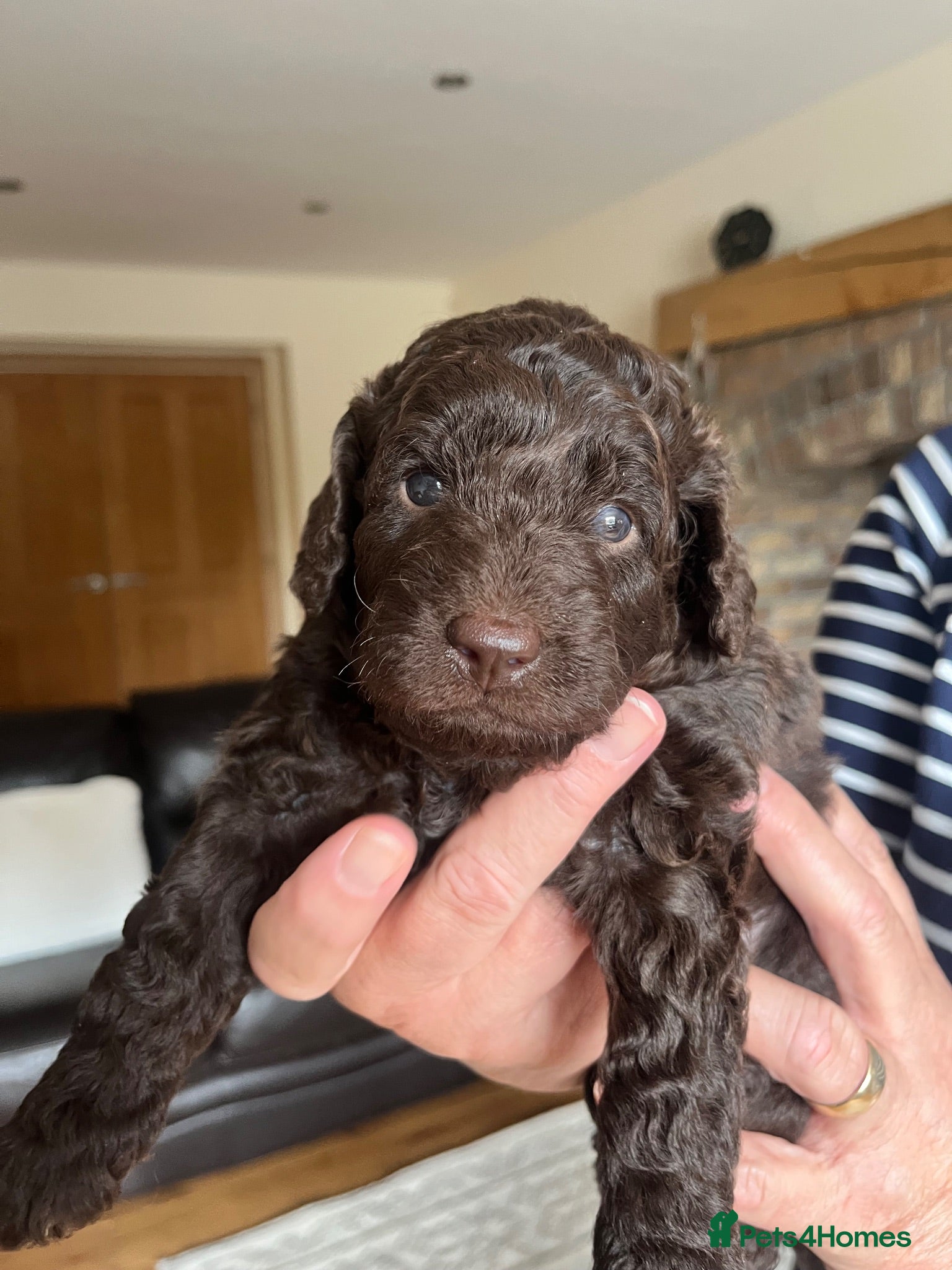 Labradoodle dogs Miniature F1B Labradoodle Puppies - Advert 1