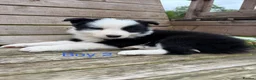 Border Collie dogs for sale: Border Collie Puppies for sale  - Advert 6