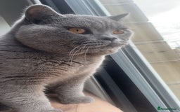 British Shorthair cats for sale: Grey Teddy plush British short hair  - Image 5