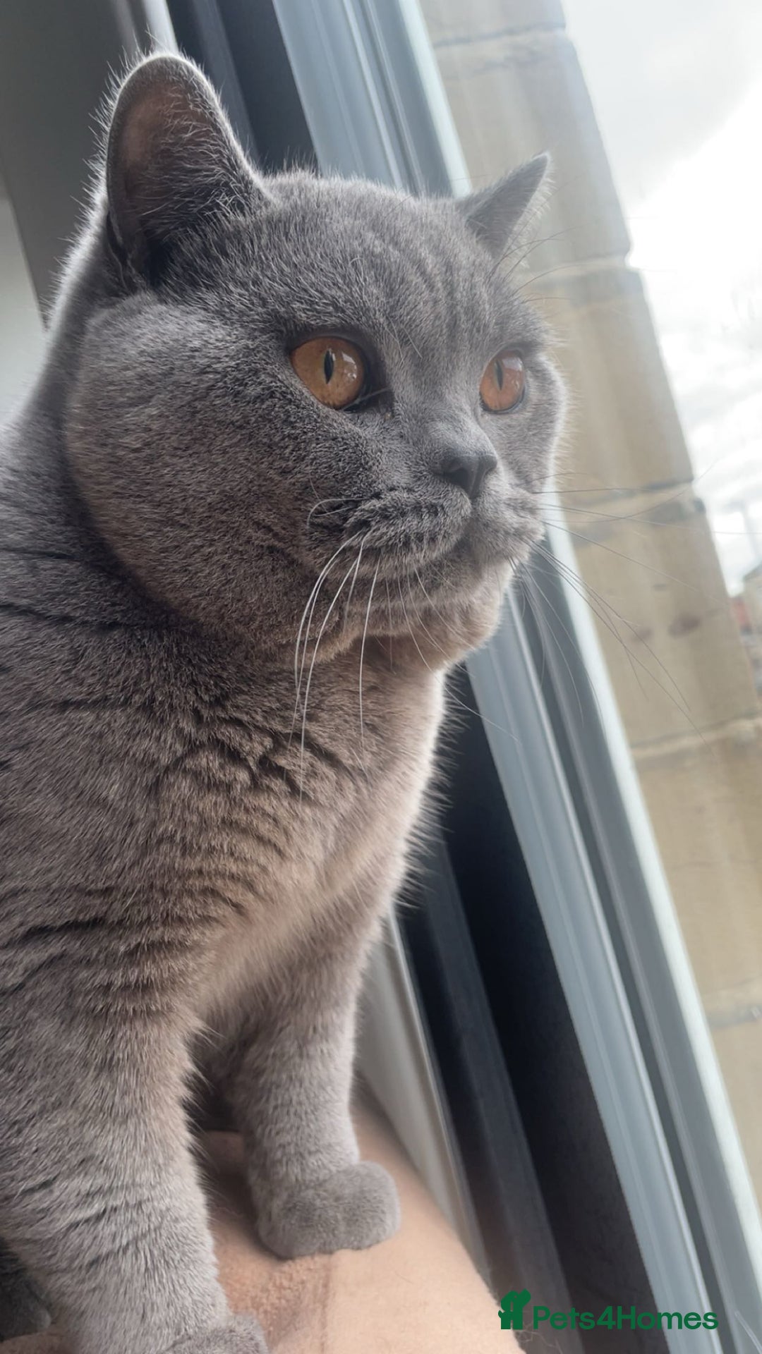 British Shorthair cats for sale: Grey Teddy plush British short hair  - Image 5