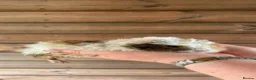 Guinea Pig rodents for sale: 2 male longhairs  - Advert 4