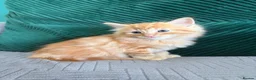 Mixed Breed cats for sale: fluffy kittens looking for their forever home  - Advert 5