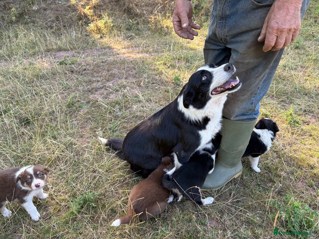 Border Collie dogs for sale: Beautiful border collie pups for sale!  in Abergavenny - Advert 21