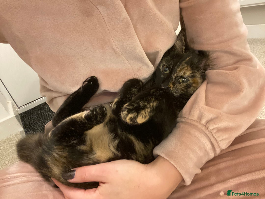 Domestic Shorthair cats for sale: Tortoise shell young cat  - Image 1