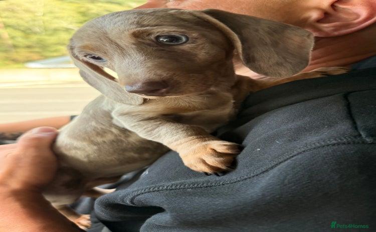 Miniature Dachshund dogs - Advert 8