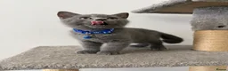 British Shorthair cats for sale: Cute british shorthair kittens - Advert 27