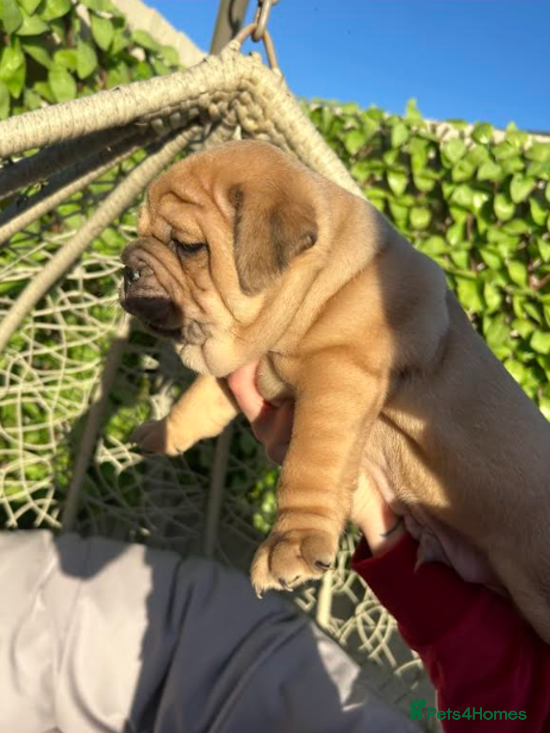 Olde English Bulldogge dogs for sale: Chocolate & Tan Olde English Bulldog Puppies  - Advert 4