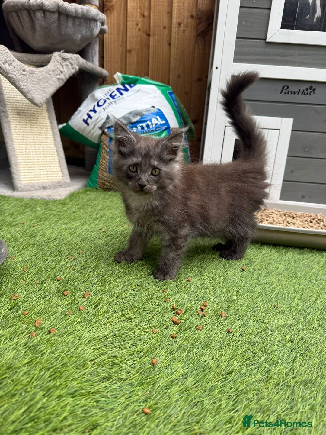 Maine Coon cats for sale:  maincoons  - Image 7