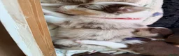 Border Collie dogs for sale: 2 male chocolate border collie puppies red Merle - Advert 28
