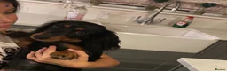 Miniature Dachshund dogs for sale: 1 year old girl looking for new loving home - Advert 3