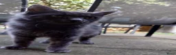 Mixed Breed cats for sale: Female and male cat - Advert 4