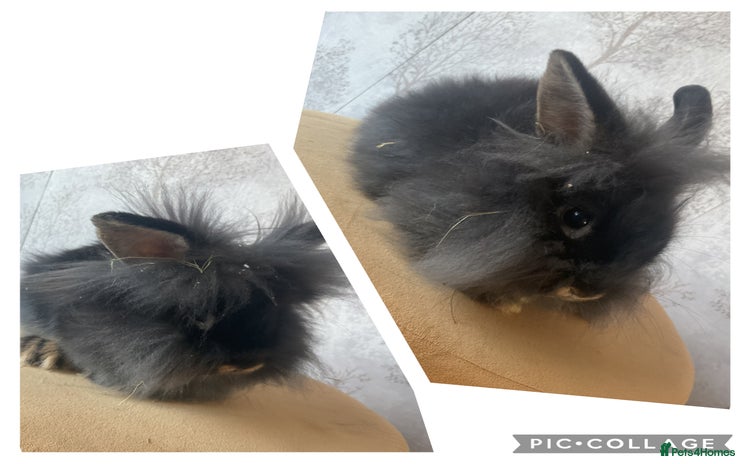 Mixed Breed rabbits in Goole - Advert 4