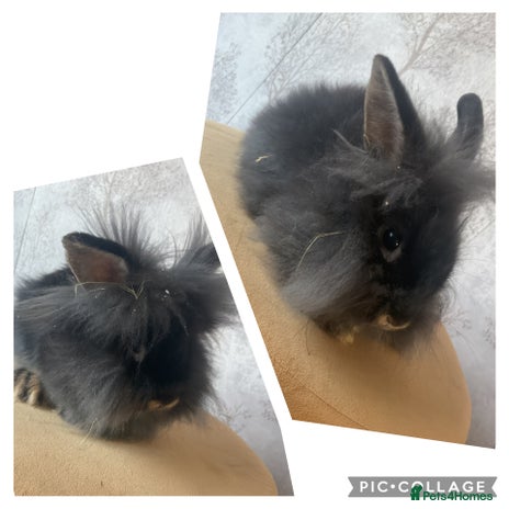 Mixed Breed rabbits in Goole - Advert 8