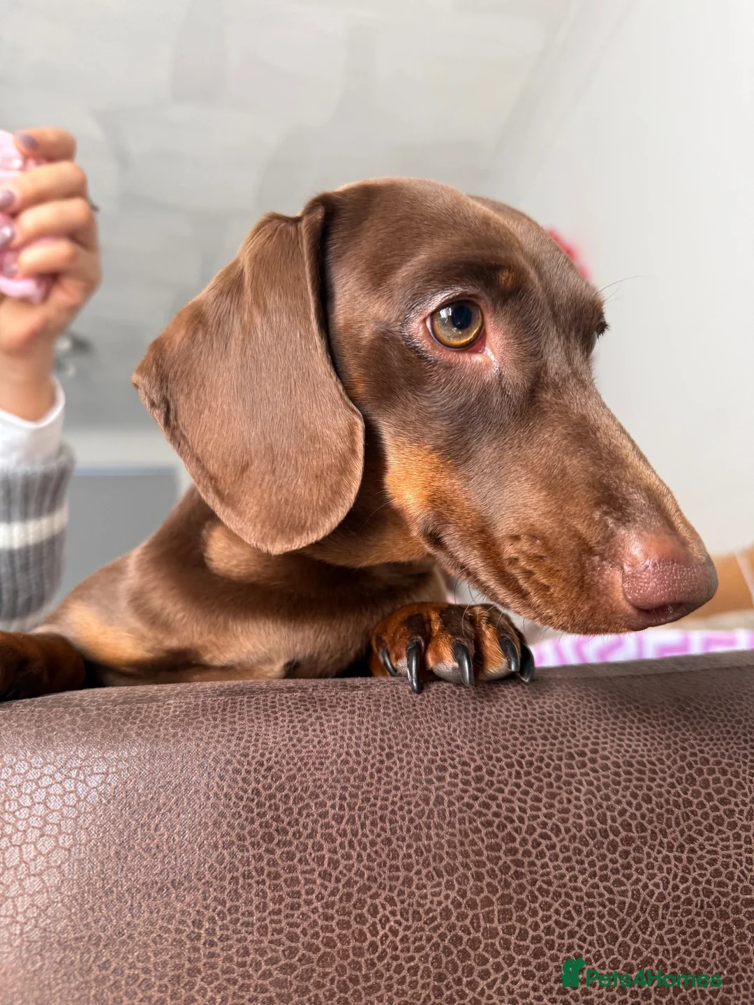 Miniature Dachshund dogs for stud: Chocolate Tan Miniature Dachund for Stud - Advert 2