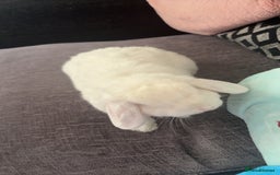 Dwarf Lop rabbits for sale: White rabbit with blue eyes  - Image 2