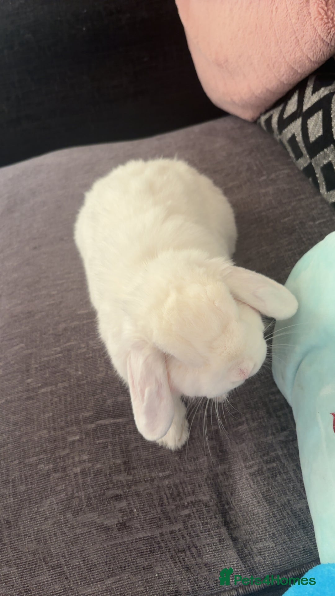 Dwarf Lop rabbits for sale: White rabbit with blue eyes  - Image 2