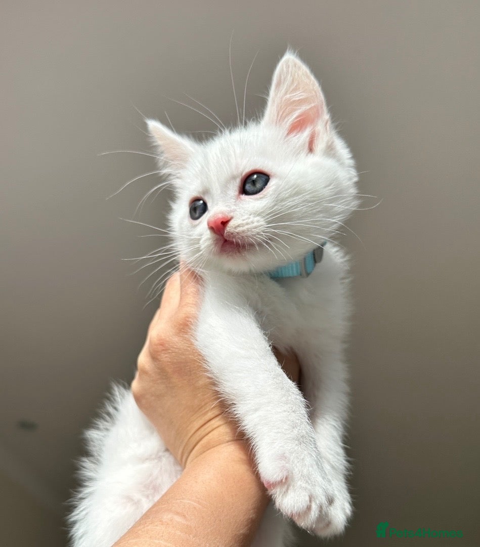 Mixed Breed cats Beautiful male kitten - Advert 5