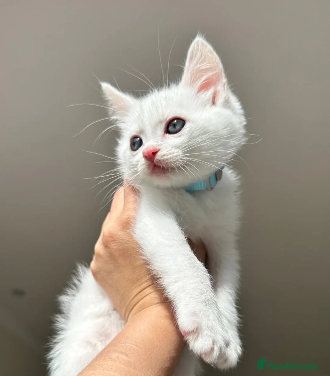 Mixed Breed cats for sale: Beautiful male kitten - Advert 1