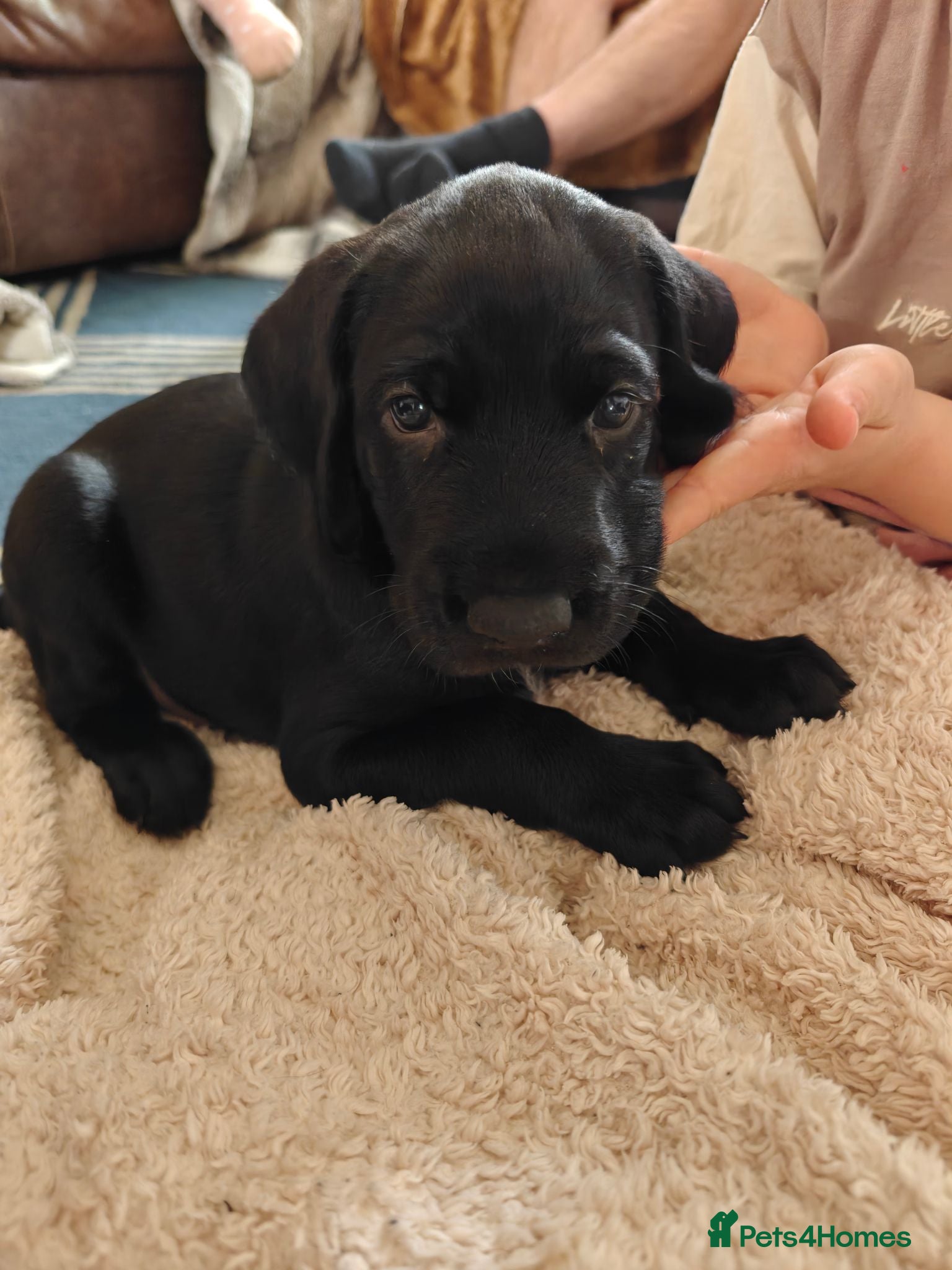 German Wirehaired Pointer dogs KC Registered German Wirehaired Pointer Puppies - Advert 11