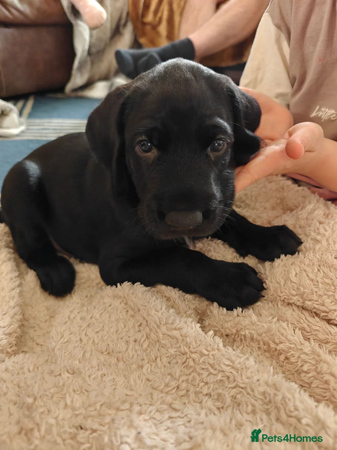German Wirehaired Pointer dogs for sale: KC Registered German Wirehaired Pointer Puppies - Advert 1