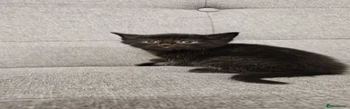 Kitten 4