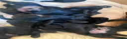 Labrador Retriever dogs for sale: Newly arrived black labrador retriever - Advert 4