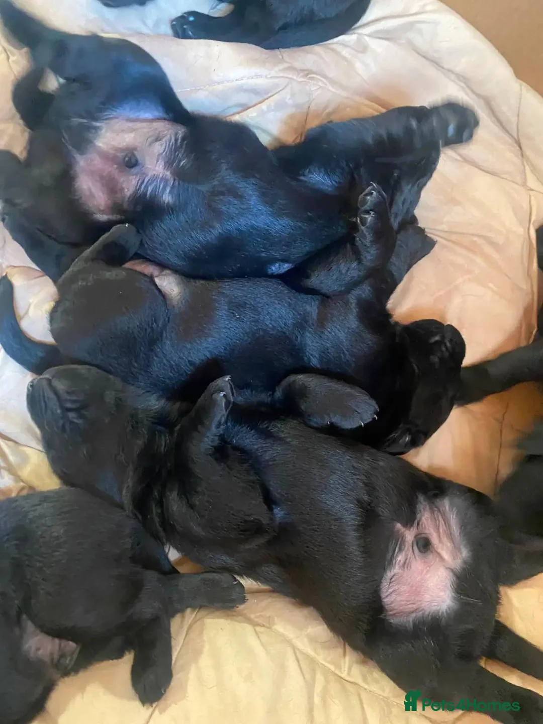 Labrador Retriever dogs for sale: Newly arrived black labrador retriever - Advert 4